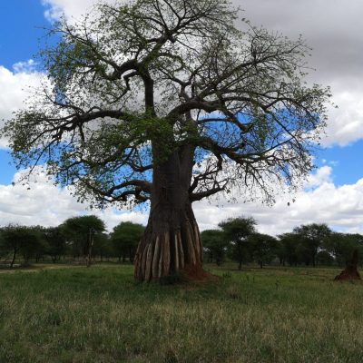 Baobab Healthhack Academy